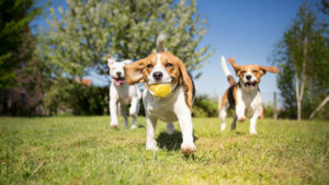 dog parks evanston